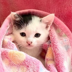 ❤️生後1ヶ月　白黒オス❤️