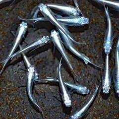 高級メダカ 幹之 楊貴妃 白メダカ ラメ系ミックスなど20匹以上