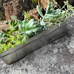 多肉植物　寄せ植え④