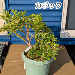 カポック　Schefflera　(観葉植物)