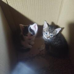 🐱至急里親募集🐱