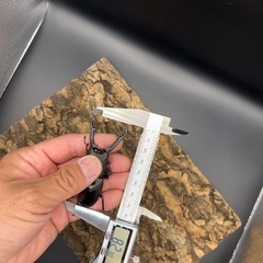 訳あり ギラファノコギリクワガタ トリオ ３匹セット