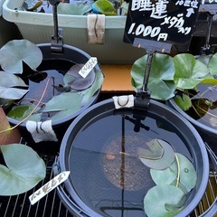 オロチサタン、王華、紅白更砂幼魚　5匹+水草　300円の画像