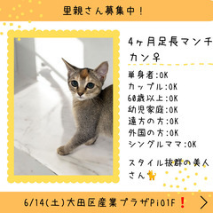 里親募集中！4ヶ月足長マンチカン♀ブラウンティックドタビー(⋈◍...