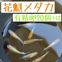 有精卵20個+α【花魁メダカ】有名メダカブリーダー様血統！　ブラ...
