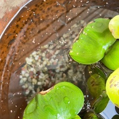 【引き取り決定】グッピー15匹の画像