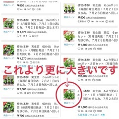 【大人気】本榊　神棚　特大　1ポットの画像