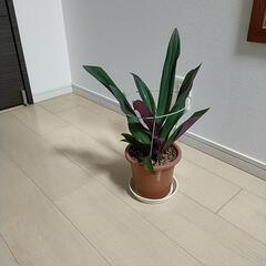観葉植物　ムラサキオモト　大型