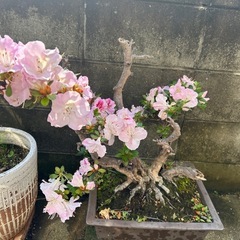 盆栽　
さつき