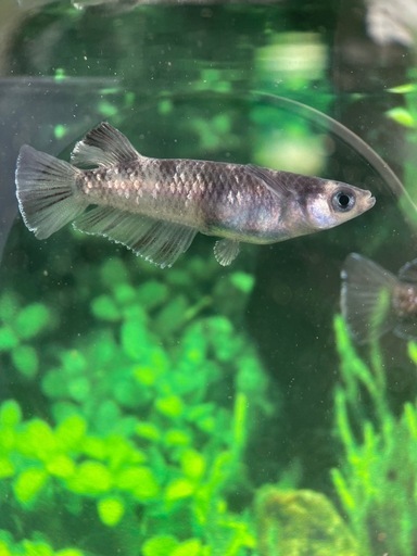 メダカ屋恵作めだか】無人販売所20256月7日(土)8日(日)親種放出