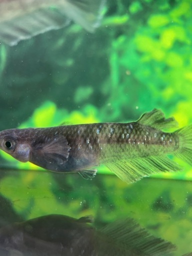 メダカ屋恵作めだか】無人販売所20256月7日(土)8日(日)親種放出