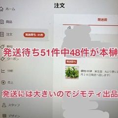 【大人気】本榊　神棚　特大　1ポットの画像