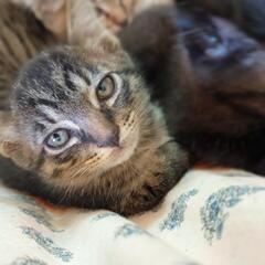 【面会随時】三兄弟の里親募集【終生室内飼育、家族2名同席必須】