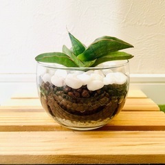 サンスベリア　パテンス　観葉植物　ハイドロカルチャー【Ｂ】の画像