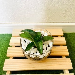サンスベリア　パテンス　観葉植物　ハイドロカルチャー【Ｂ】の画像