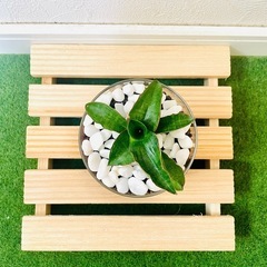 サンスベリア　パテンス　観葉植物　ハイドロカルチャー【Ｂ】の画像