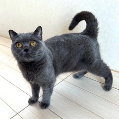 ブリティッシュショートヘアーの人が大好きな子です。