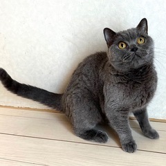 ブリティッシュショートヘアーの人が大好きな子です。 - 浜松市
