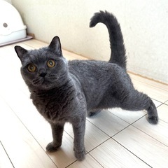 ブリティッシュショートヘアーの人が大好きな子です。 - 猫