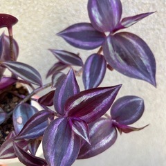 観葉植物 トラディスカンティア カラーリーフ