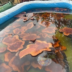 木材　貝塚伊吹の輪切り　　　の画像