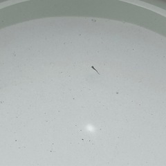 メダカ販売　針子ミックス5匹〜