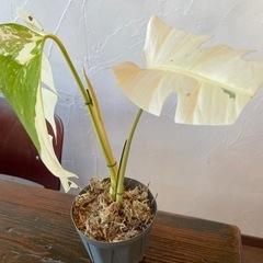 モンステラホワイトタイガーの画像