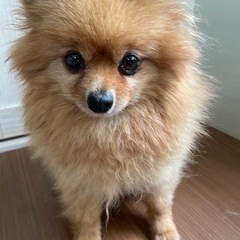 可愛らしいポメちゃん