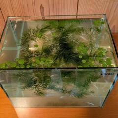 メダカセット　　メダカ飼育セットの画像