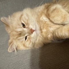 引き取ってくれる方募集します