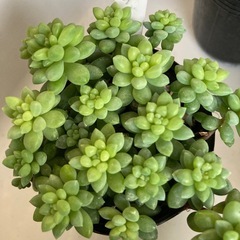 多肉植物　ピンクベリー