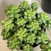 ランキングキーワードに紐づく投稿画像-多肉植物