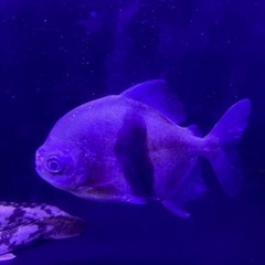 ブラックバンドパクー
