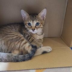保護猫