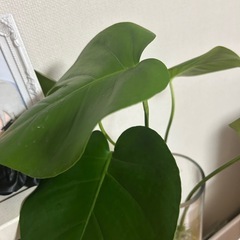 お得！！モンステラ　3カットの画像