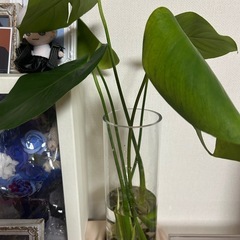 お得！！モンステラ　3カット