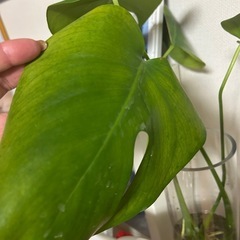 お得！！モンステラ　3カットの画像