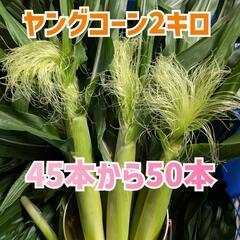 6月5日限定ヤングコーン2キロ50本前後