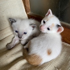 生後3週間子猫オスメス里親募集！