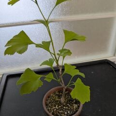 イチョウのミニ盆栽