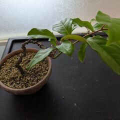 ビナンカズラの盆栽