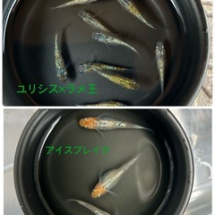 🌸豪華3点セット🌸高品種メダカ8品種MIX20匹（針子〜稚魚）＆ミジンコ＆ゾウリムシの画像