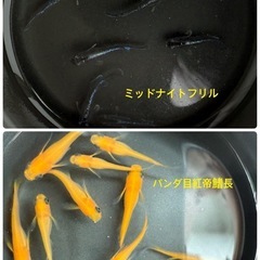 🌸豪華3点セット🌸高品種メダカ8品種MIX20匹（針子〜稚魚）＆ミジンコ＆ゾウリムシの画像