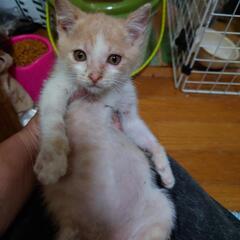 里親さんを募集します。