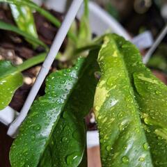 観葉植物