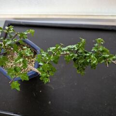 ニオイカエデの盆栽