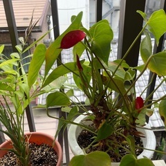 観葉植物
