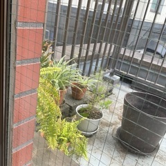観葉植物の画像