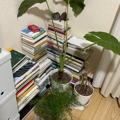 観葉植物の画像