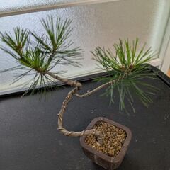 松のミニ盆栽1の画像